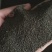 柳穿鱼小金鱼草种子多年生耐寒柳川鱼种子景观花卉种子