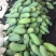 西双版纳大青芒