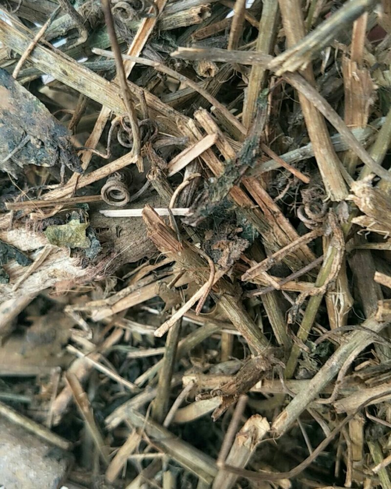 狮子尾，常年批发供应冷背中药材狮子尾