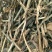 狮子尾，常年批发供应冷背中药材狮子尾
