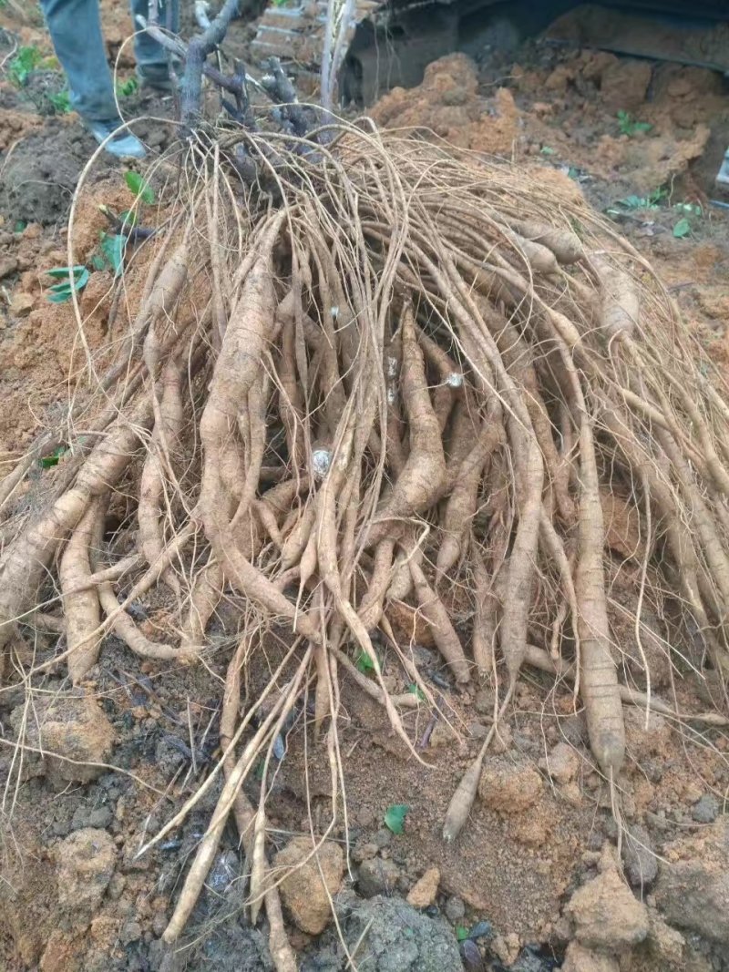 牛大力种苗广西发货