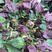 紫苏叶，苏子叶，工厂货现摘现发，连根带叶，欢迎订购