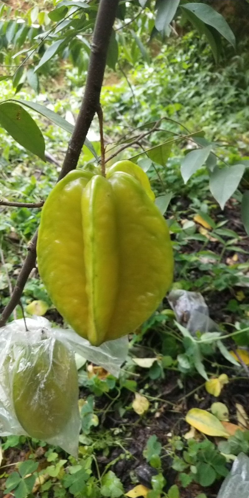 下河杨桃，代办，一件代发，