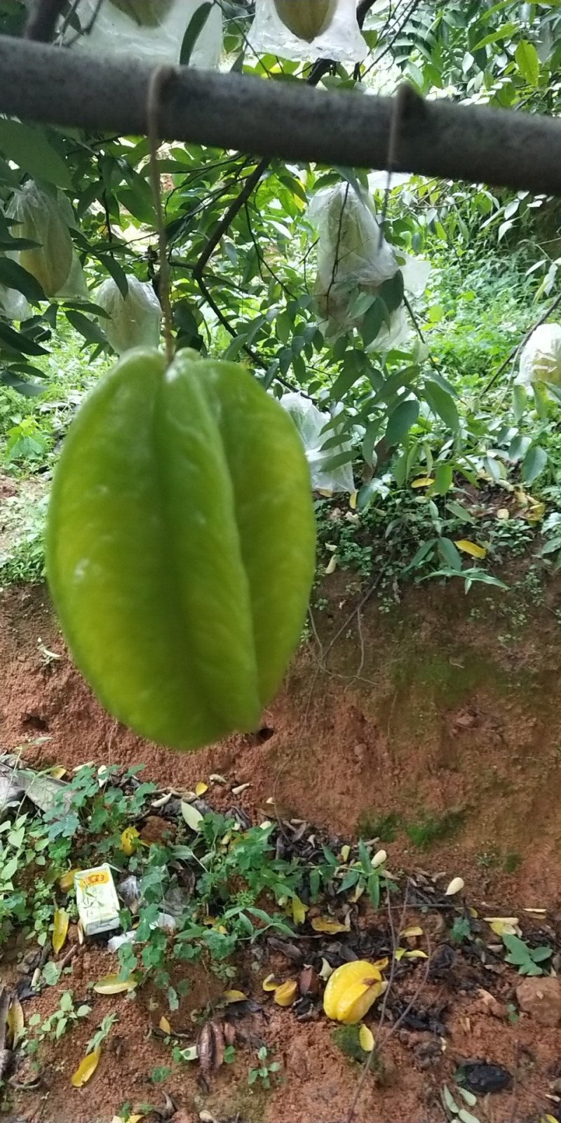 下河杨桃，代办，一件代发，