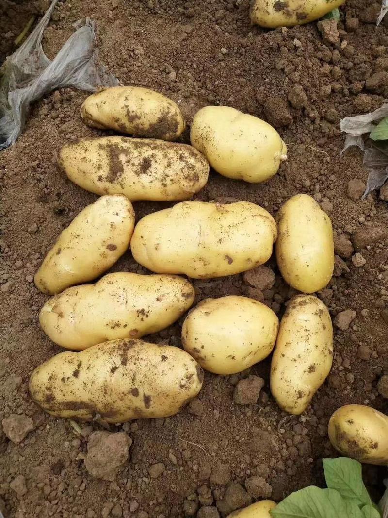 荷兰15土豆【黄皮黄心】产地常年供应质量好价格便宜