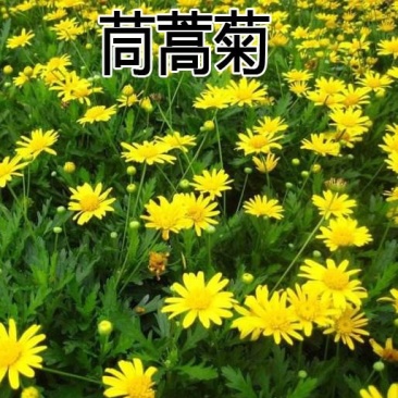 茼蒿菊种子四季播种木春菊茼蒿花种子多年生金黄色太阳花