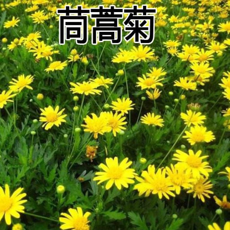 茼蒿菊种子四季播种木春菊茼蒿花种子多年生金黄色太阳花