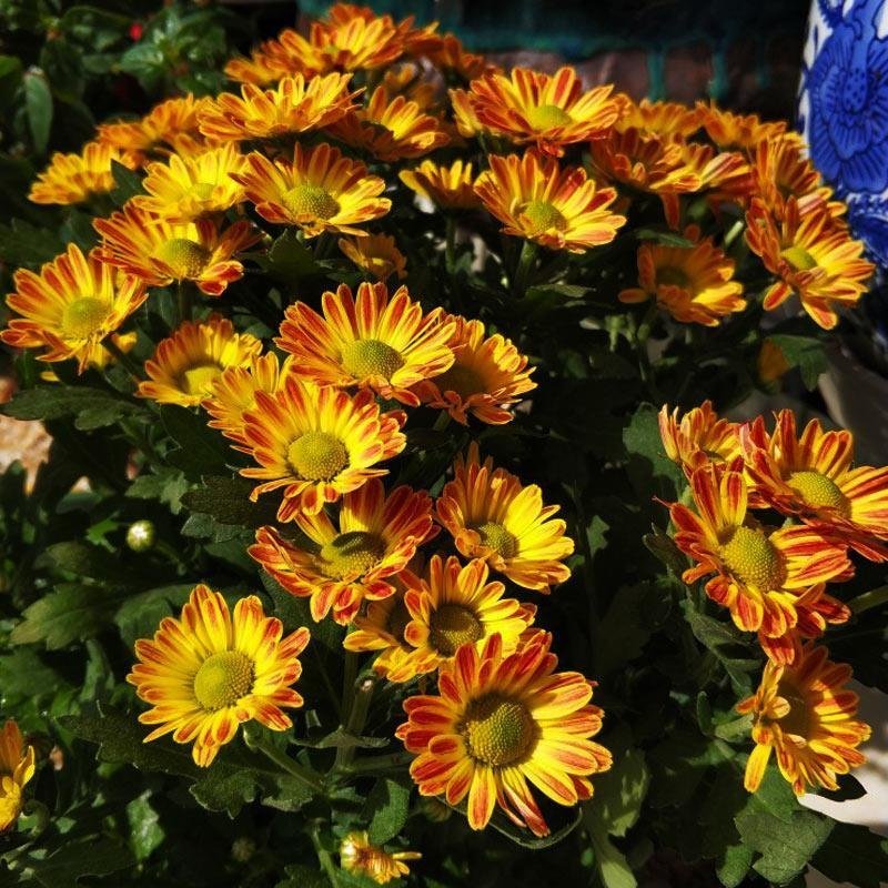 茼蒿菊种子四季播种木春菊茼蒿花种子多年生金黄色太阳花