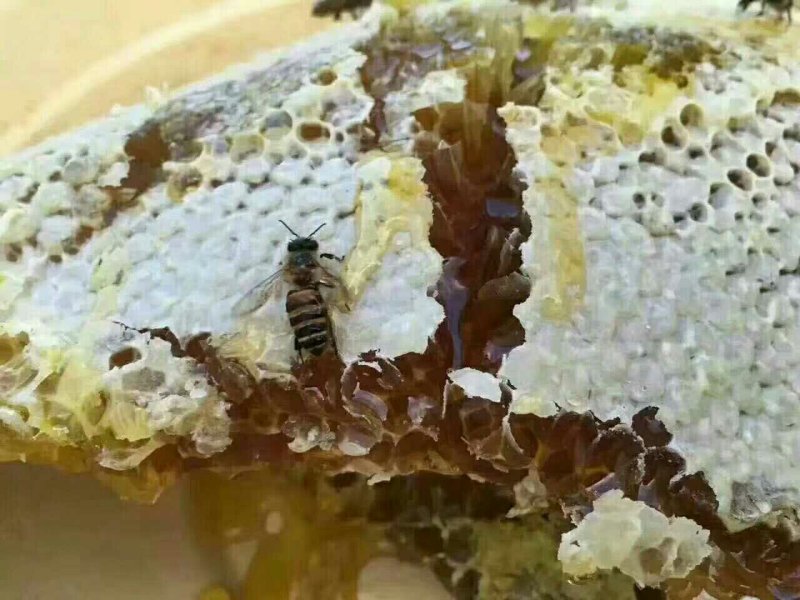 蜜蜂桶诱蜂桶养蜂桶杉木手工制作