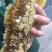 蜜蜂桶诱蜂桶养蜂桶杉木手工制作