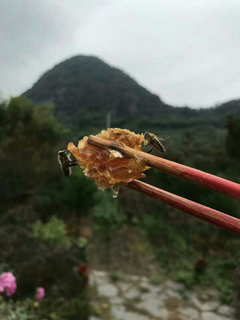 蜜蜂桶诱蜂桶养蜂桶杉木手工制作