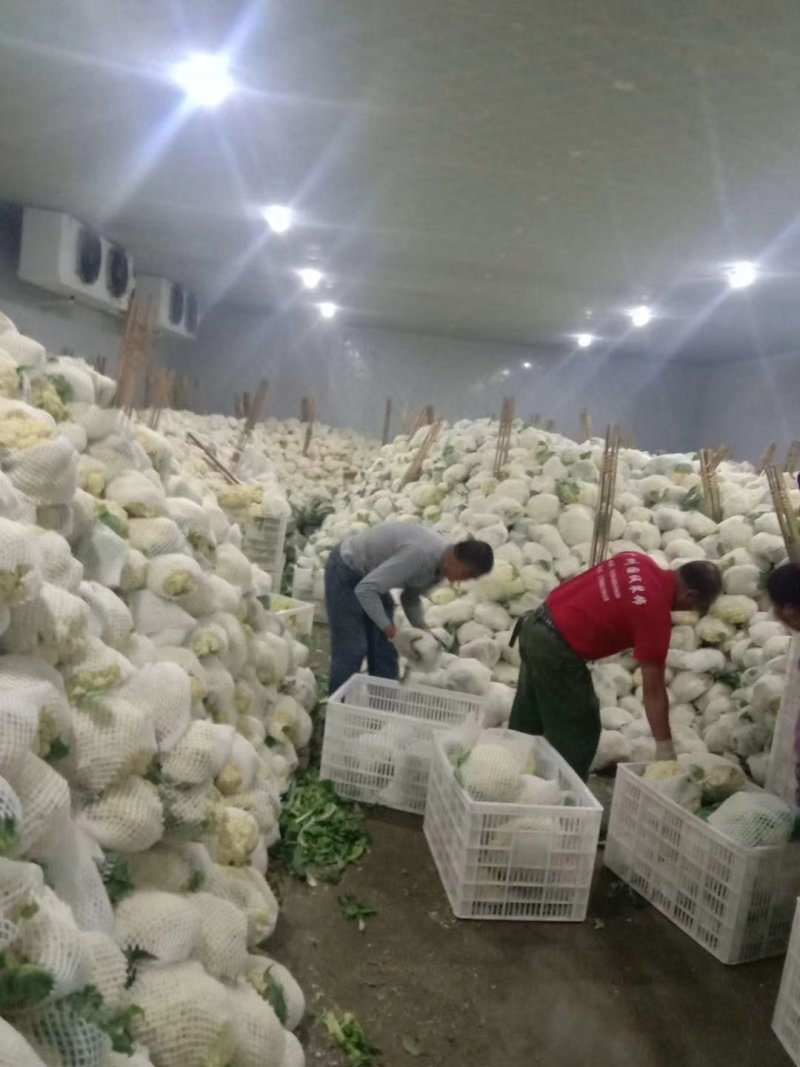 青梗松花100000亩花菜地，海量代发货，产地供货