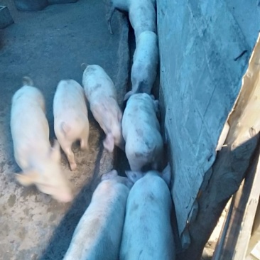 仔猪，小猪，二杂，长白，三元，