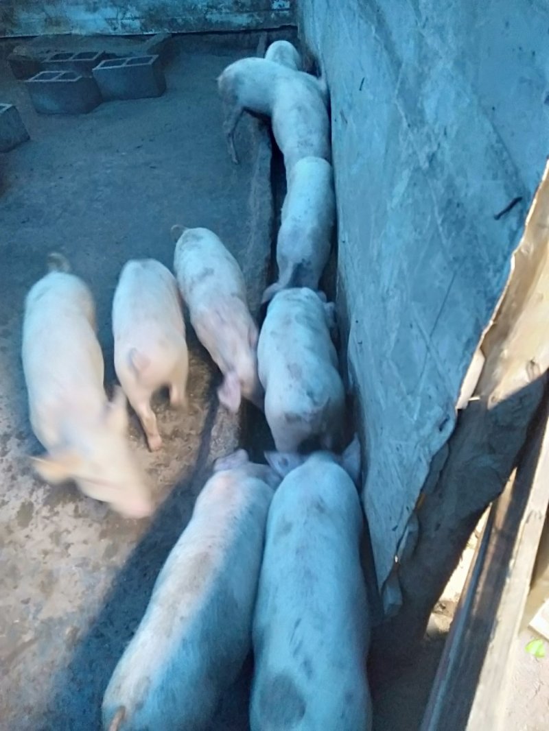 仔猪，小猪，二杂，长白，三元，