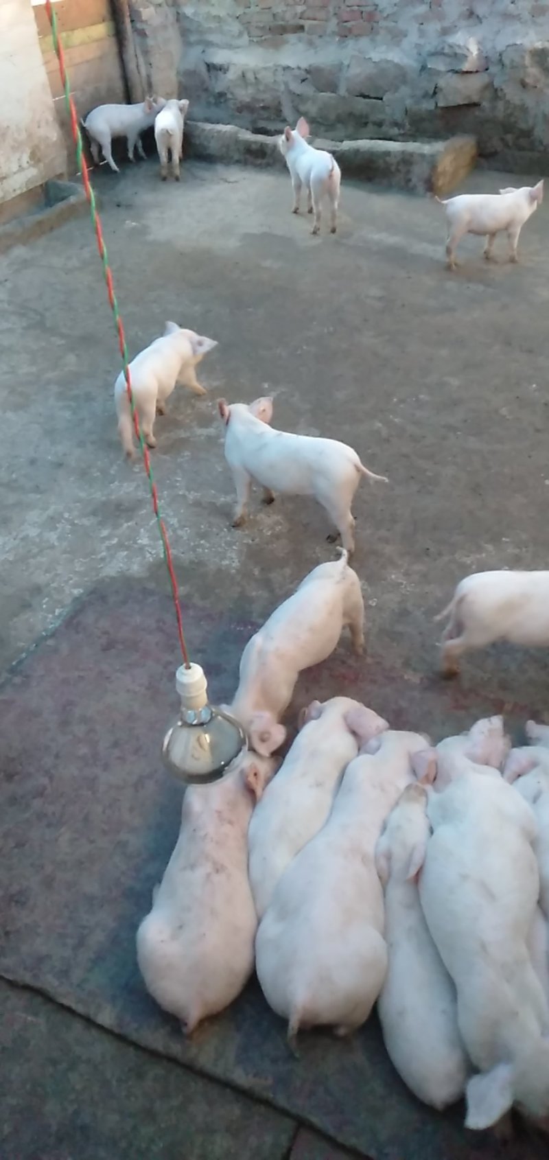 仔猪，小猪，二杂，长白，三元，