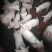 仔猪，小猪，二杂，长白，三元，