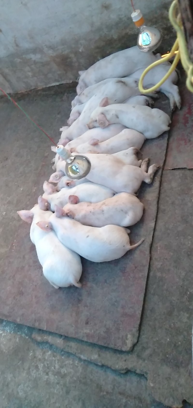 仔猪，小猪，二杂，长白，三元，