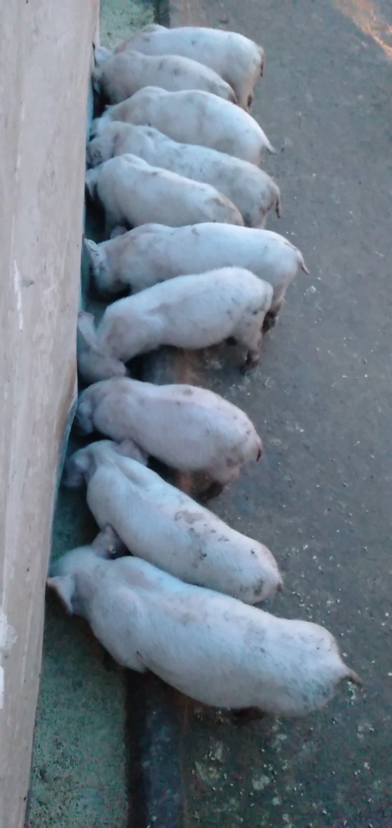 仔猪，小猪，二杂，长白，三元，