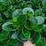 观叶植物，豆瓣绿，量大优惠养护简单净化空气