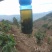 古生态小锅茶，口感甘甜，口感好，零污染原生态