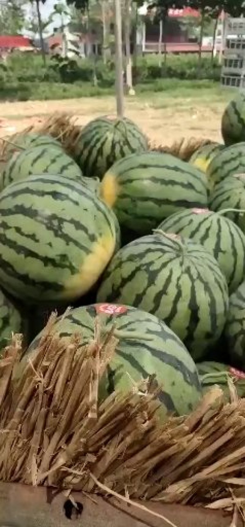 8424西瓜大量上市一茬瓜。价格美丽