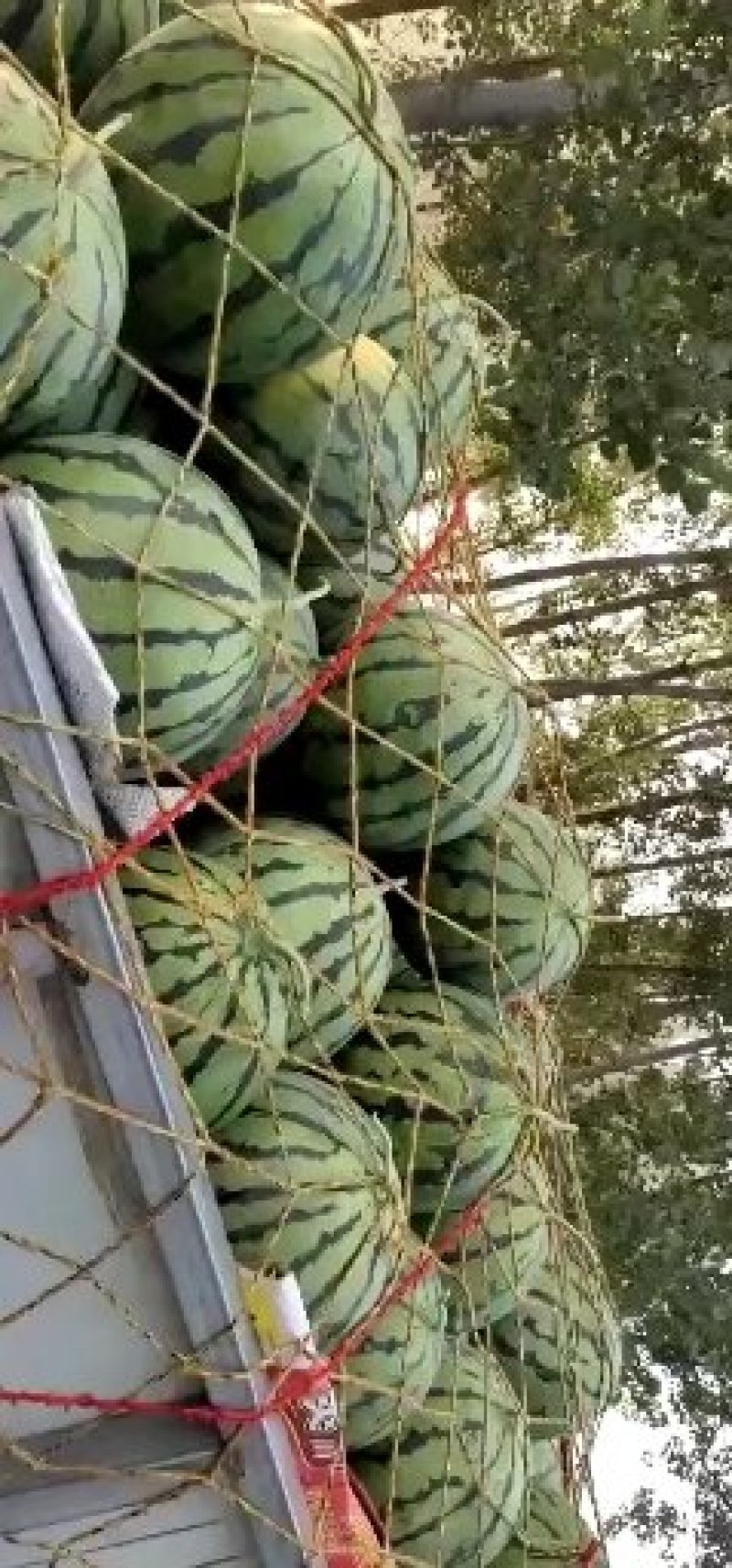8424西瓜大量上市一茬瓜。价格美丽