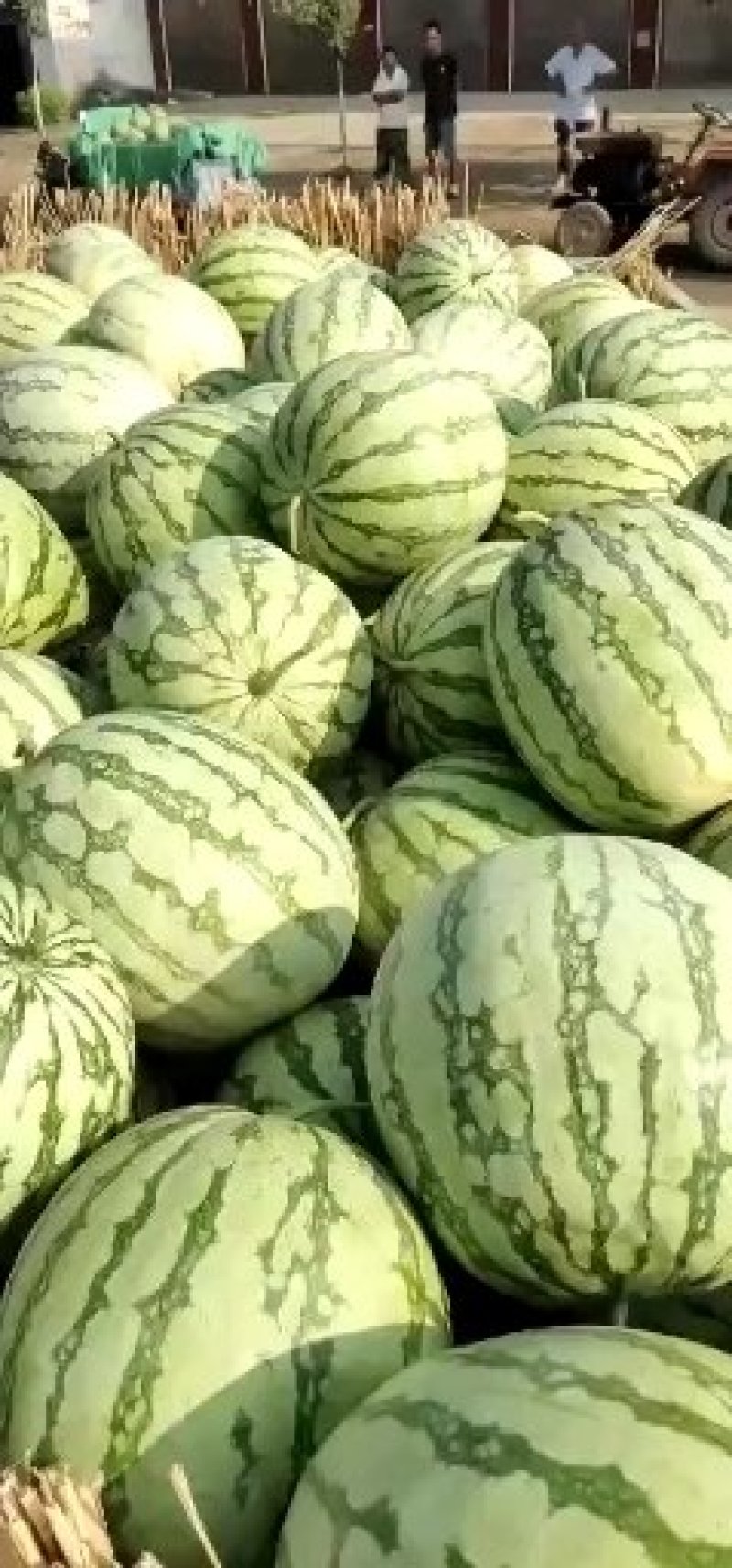 8424西瓜大量上市一茬瓜。价格美丽