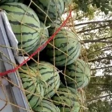 8424西瓜大量上市一茬瓜。价格美丽