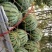 8424西瓜大量上市一茬瓜。价格美丽