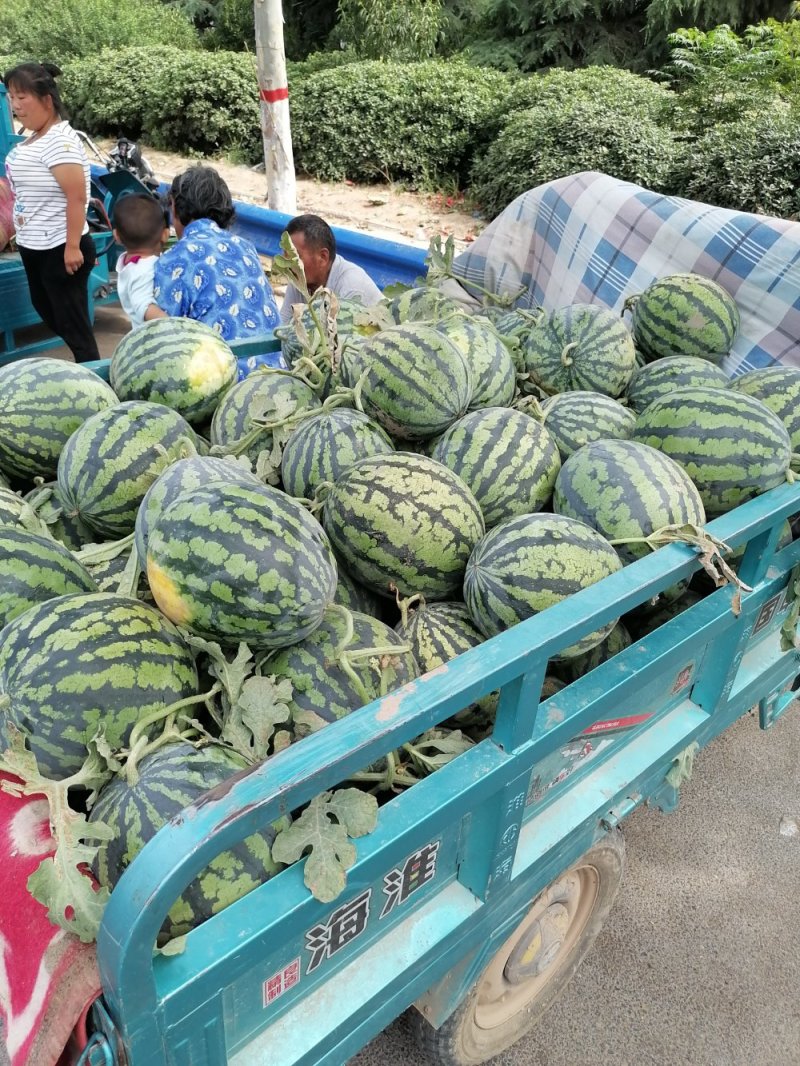 郑州中牟京欣美都西瓜供应