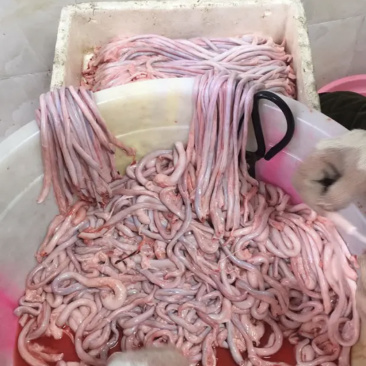 靓货猪鞭、2.6一条