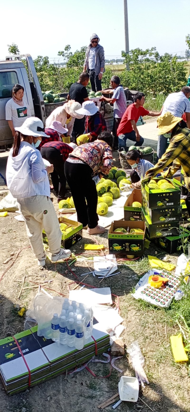 特小凤西瓜皮薄脆甜多汁产地直发品质保证