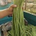【荐】精品长豆角产地直销商超电商加工厂发货全国