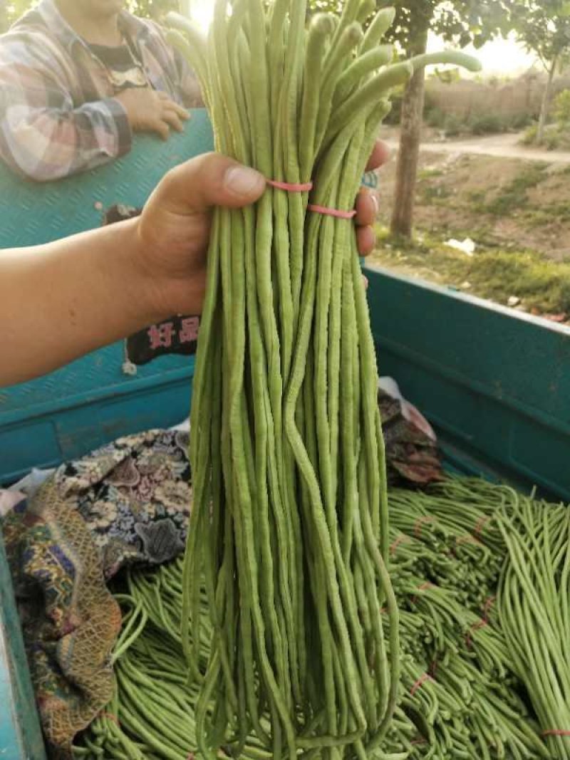 【荐】精品长豆角产地直销商超电商加工厂发货全国