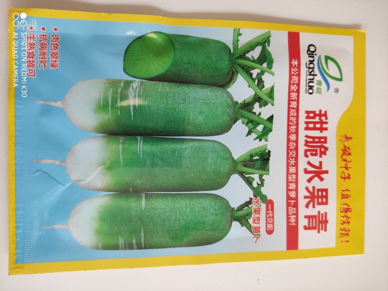 甜脆水果青萝卜种子皮薄质嫩多汁