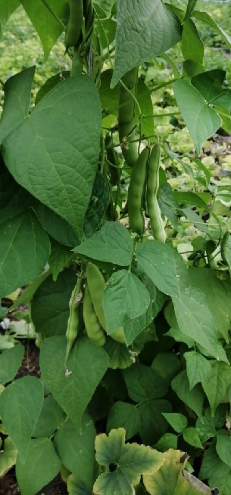豆角！直板九月青，六粒王，七粒王！架豆王！一棵松，盖世