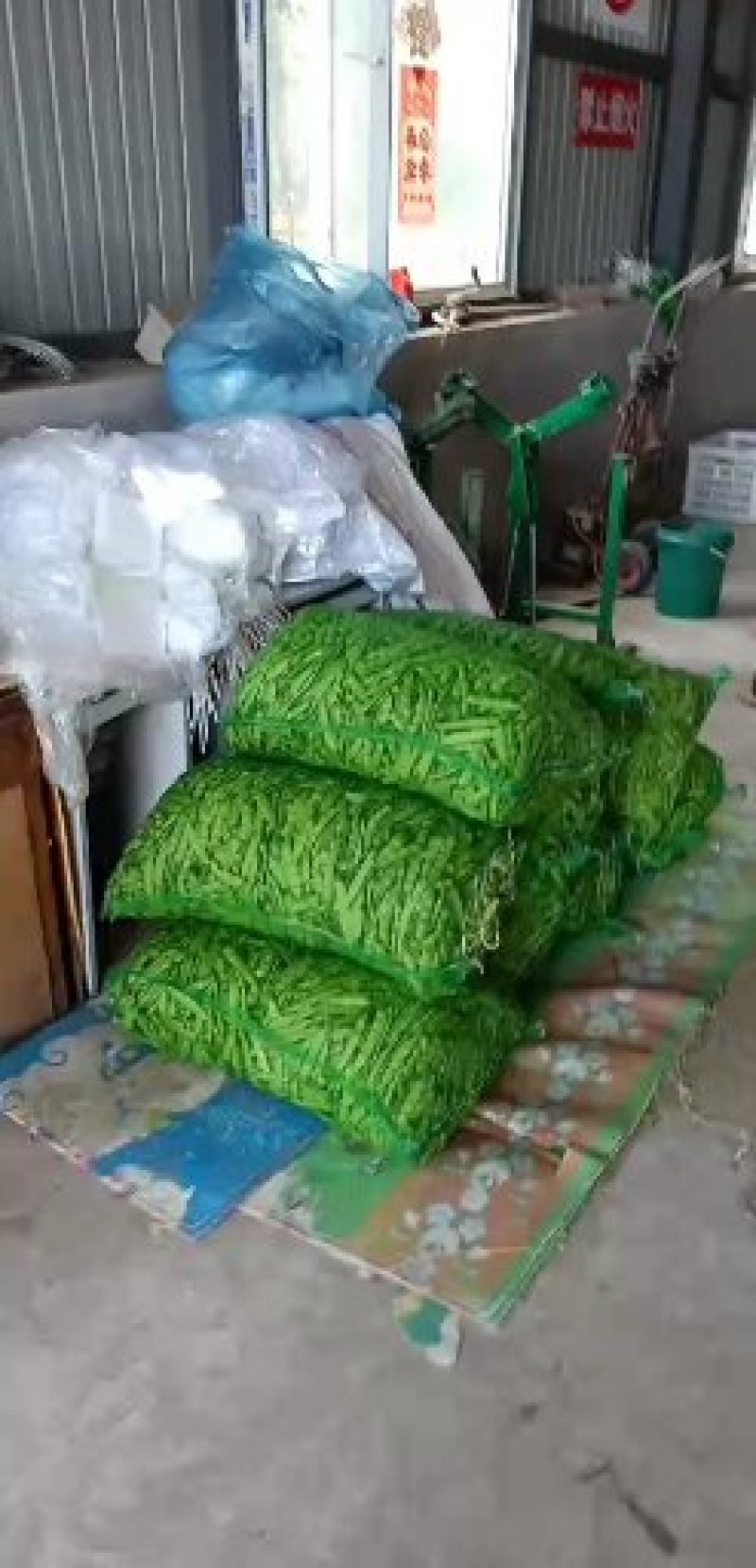 豆角！直板九月青，六粒王，七粒王！架豆王！一棵松，盖世