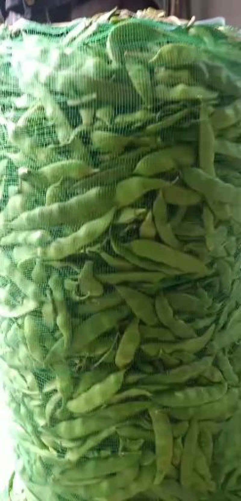 豆角！直板九月青，六粒王，七粒王！架豆王！一棵松，盖世
