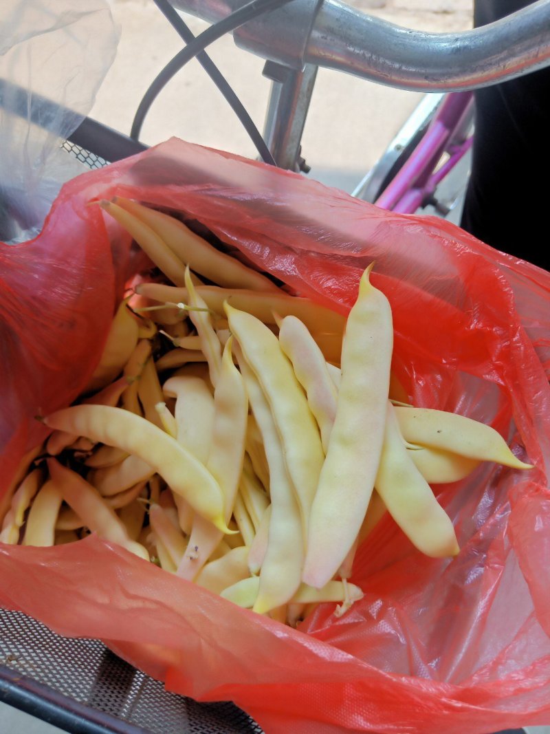 豆角！直板九月青，六粒王，七粒王！架豆王！一棵松，盖世