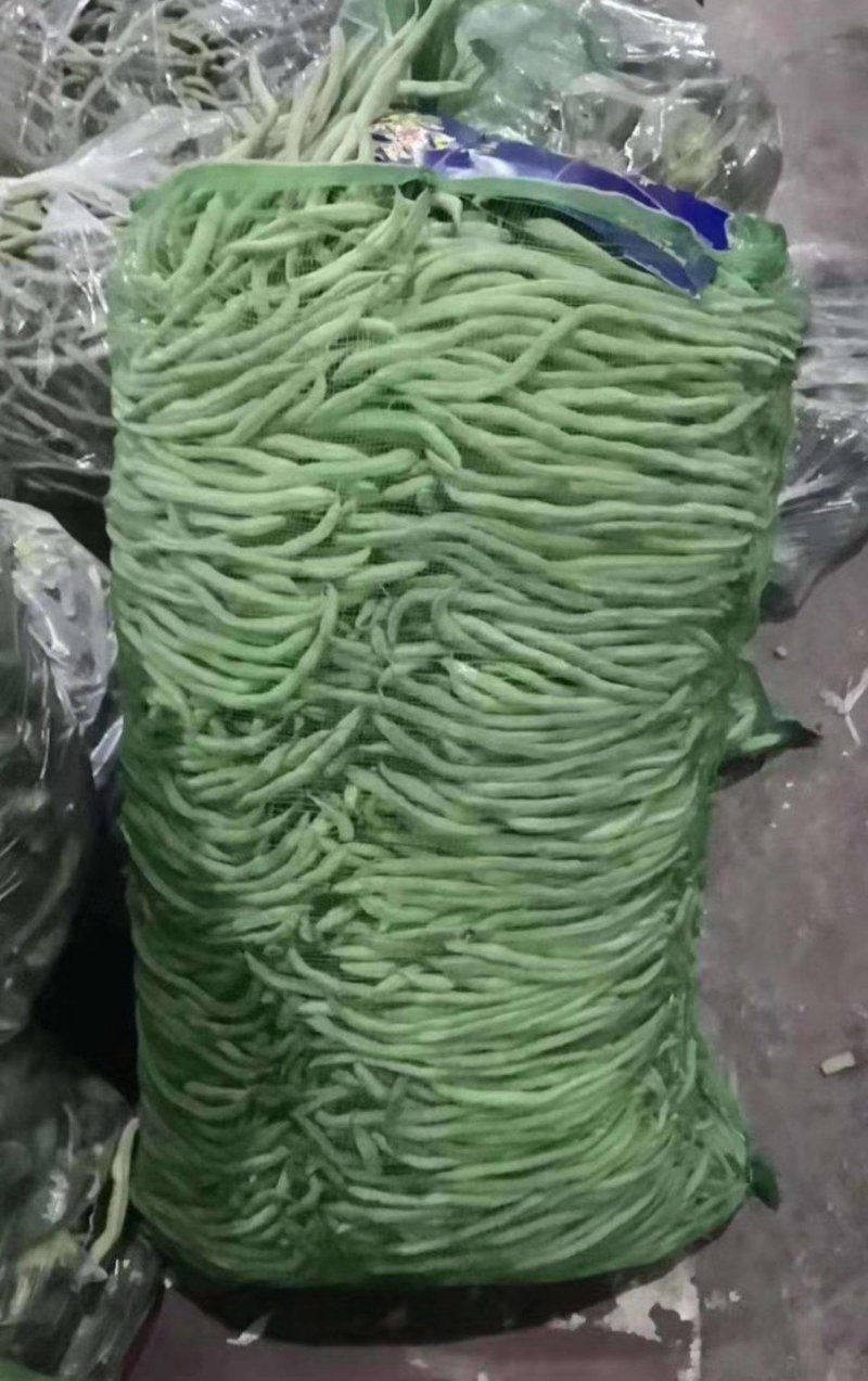 豆角！直板九月青，六粒王，七粒王！架豆王！一棵松，盖世