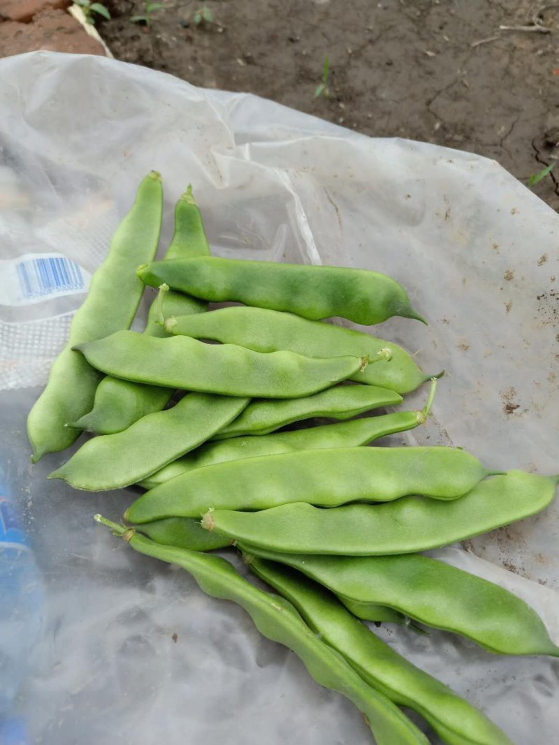 豆角！直板九月青，六粒王，七粒王！架豆王！一棵松，盖世