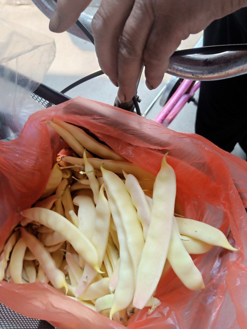 豆角！直板九月青，六粒王，七粒王！架豆王！一棵松，盖世