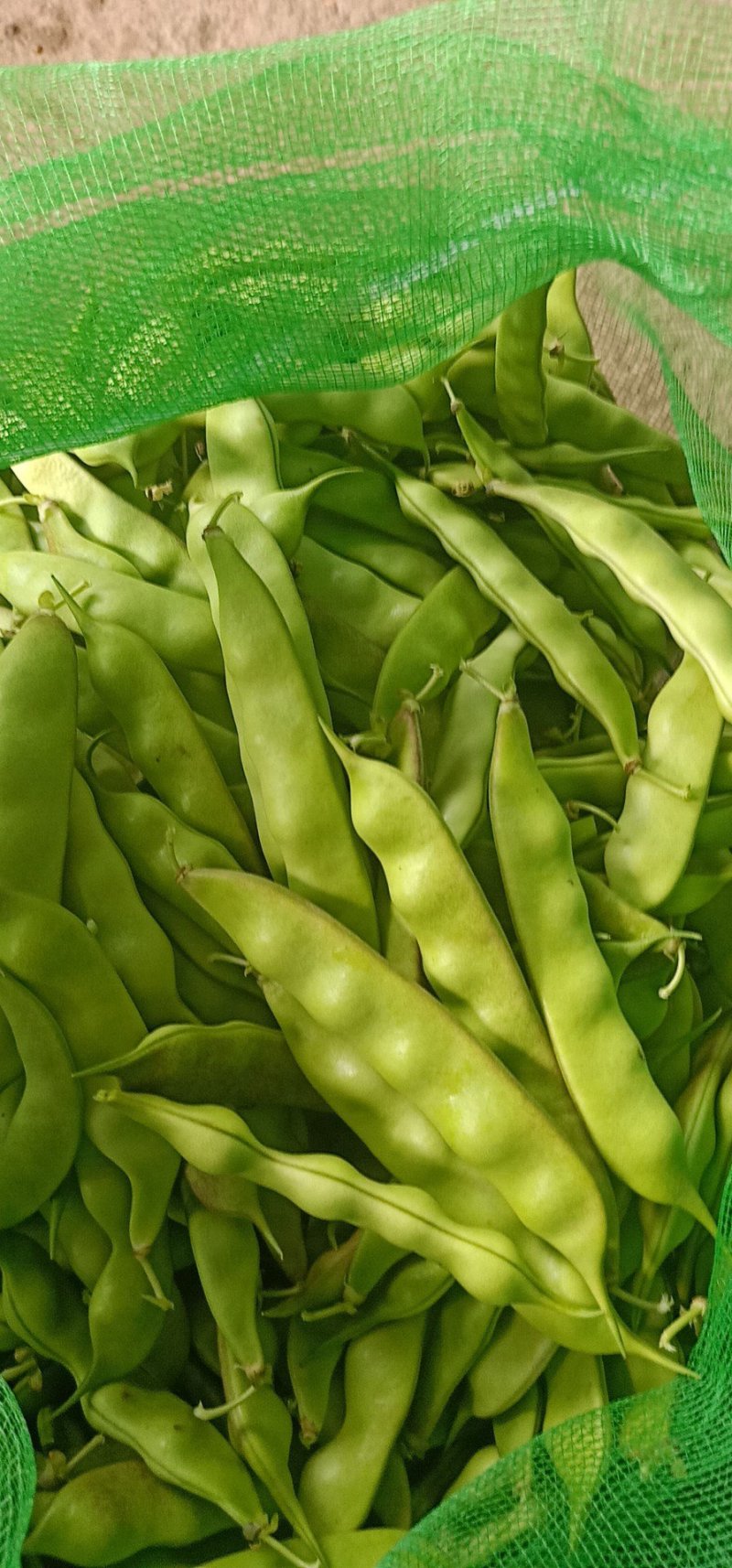 豆角！直板九月青，六粒王，七粒王！架豆王！一棵松，盖世
