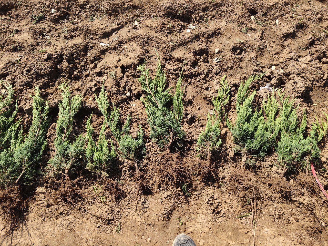 龙柏苗木种植现场