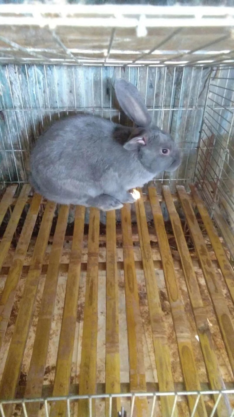 优质，种兔，小兔，品种好，欢迎大家订购。