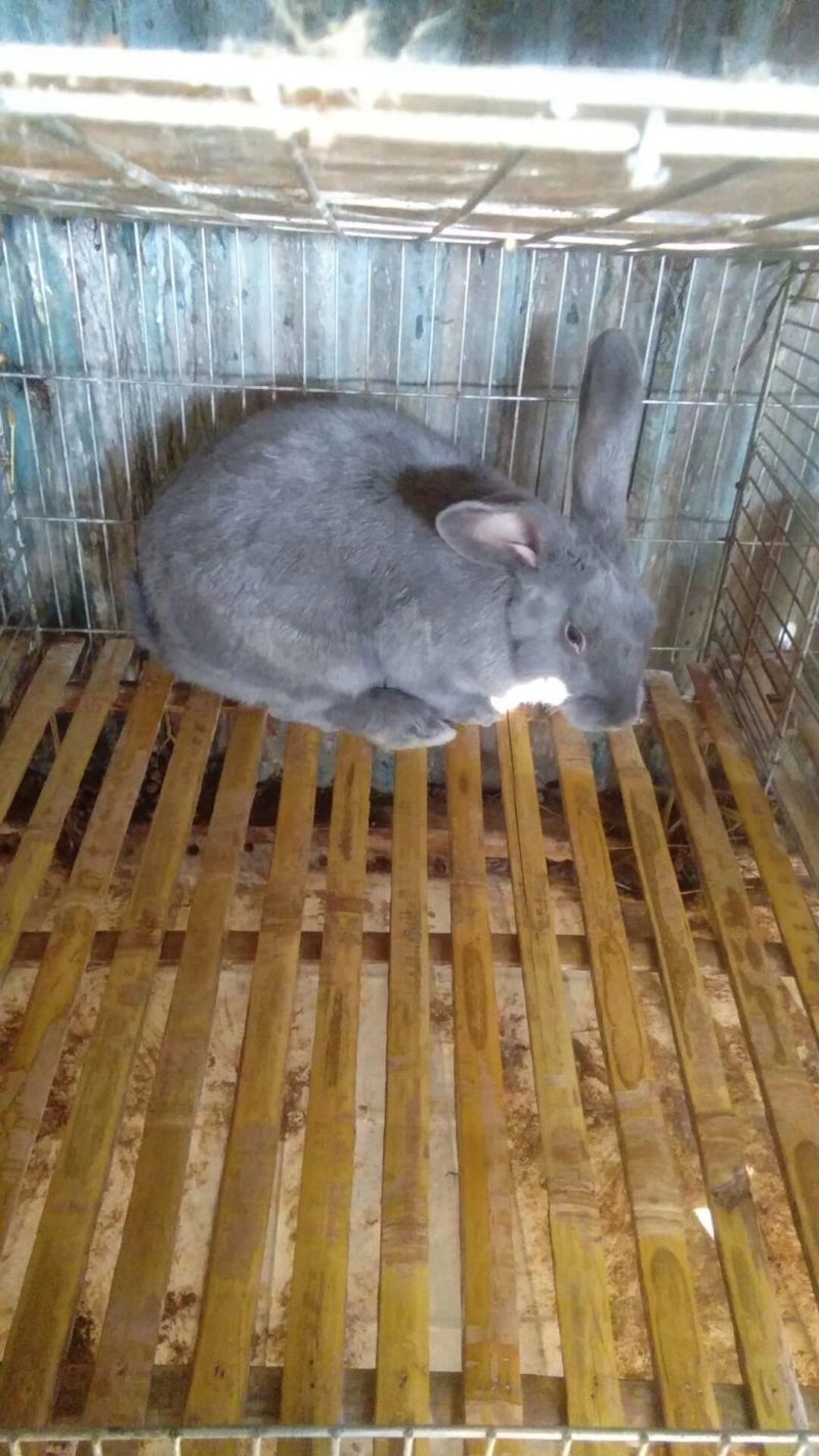优质，种兔，小兔，品种好，欢迎大家订购。