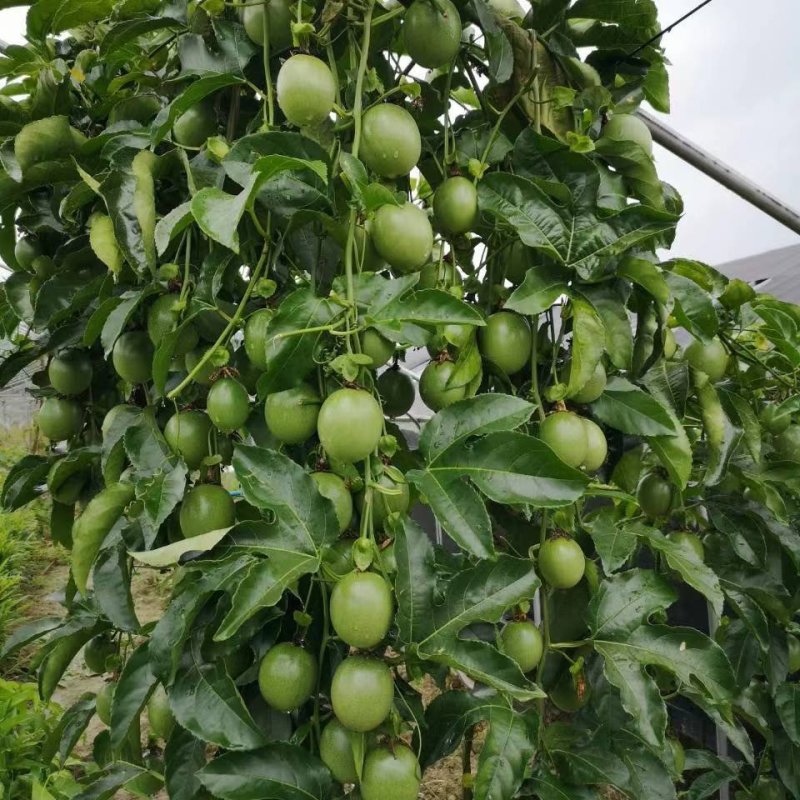 百香果西番莲台农大量上市