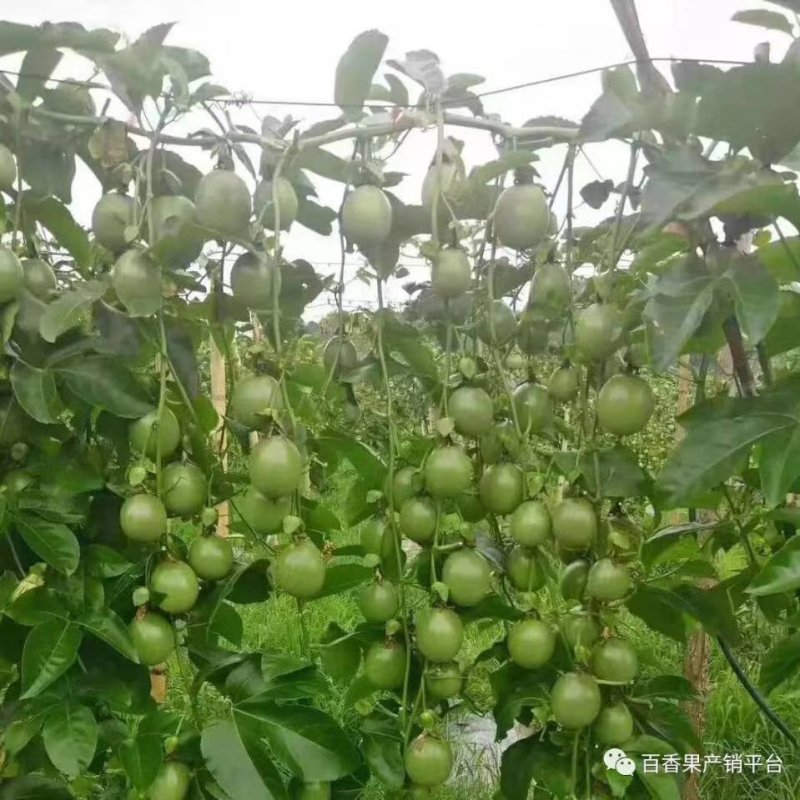 百香果西番莲台农大量上市