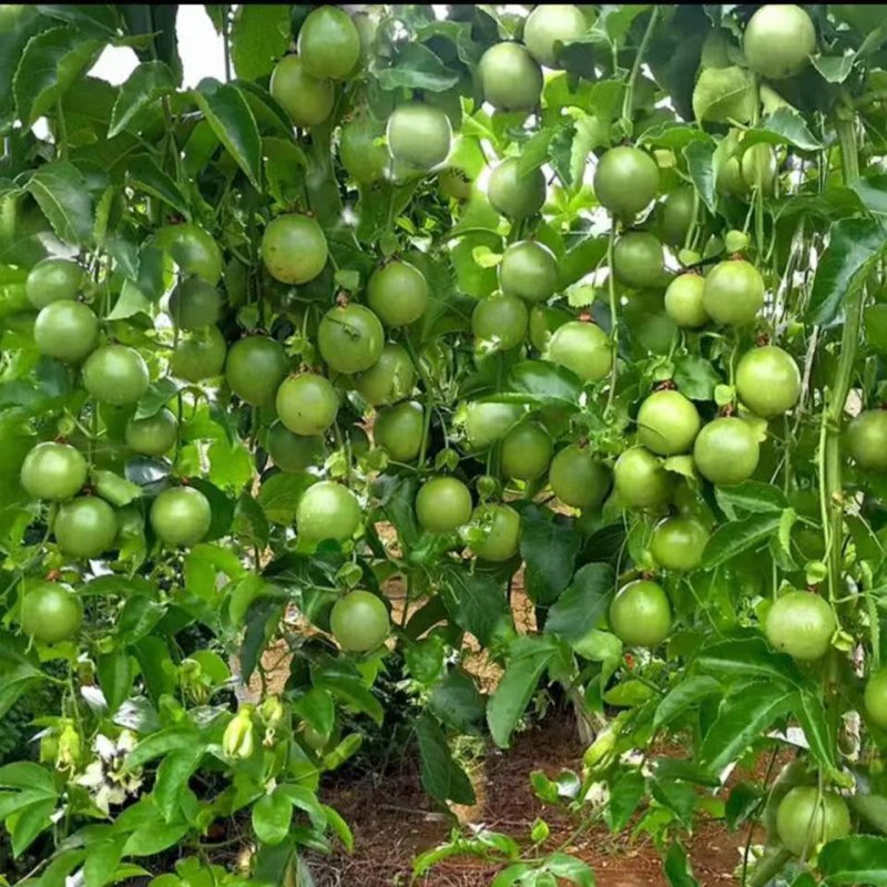 百香果西番莲台农大量上市