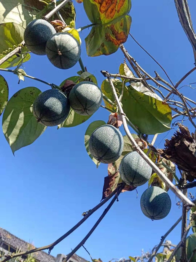 百香果西番莲台农大量上市